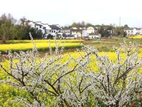 黄山歙县:皖南山村春色美