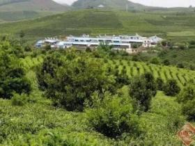 总面积76850亩 年产茶叶6180吨!云南这片茶园被认定为世界最大